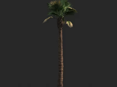 Tall Palm Tree With Green Fronds And Textured Trunk In Natural Scene 3d model