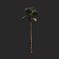 Tall Palm Tree With Green Fronds And Textured Trunk In Natural Scene