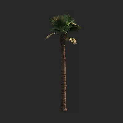 Tall Palm Tree With Green Fronds And Textured Trunk In Natural Scene 3d model