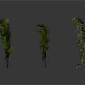 Three Fresh Green Hanging Plants on White Background With Clear Reflections