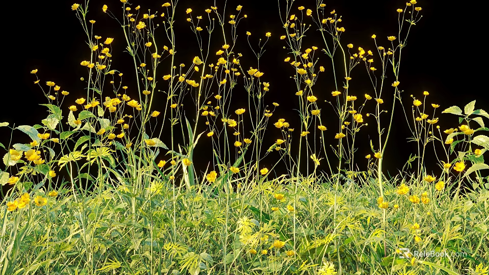 Beautiful Yellow Flowers and Plants with Slender Stems and Lush Green Leaves Against Black Background 3d model 