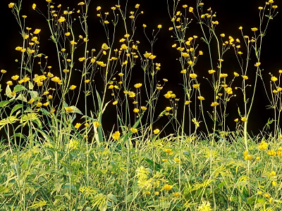 Beautiful Yellow Flowers and Plants with Slender Stems and Lush Green Leaves Against Black Background 3d model