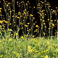 Beautiful Yellow Flowers and Plants with Slender Stems and Lush Green Leaves Against Black Background