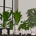 Indoor Potted Plants With Green Leafy Varieties In White Planters For Home Decor