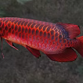 Close Up View Of Vibrant Red Arowana Fish With Shiny Scales As Aquatic Animal