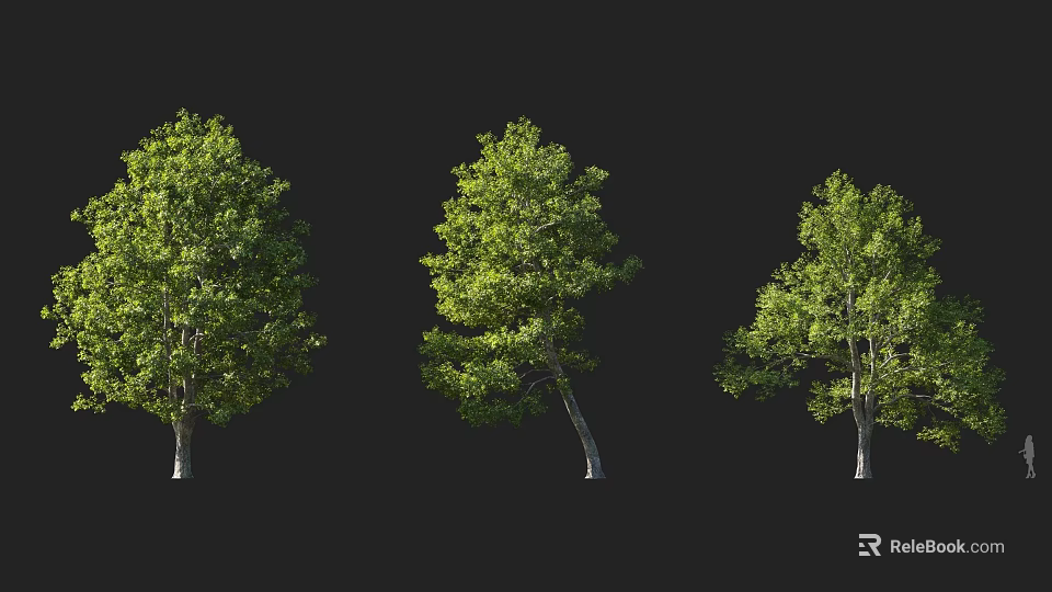 Three Natural Arbor Trees With Lush Green Foliage And Distinct Trunk Shapes 3d model 