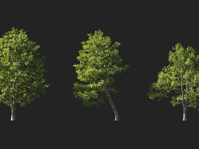 Three Natural Arbor Trees With Lush Green Foliage And Distinct Trunk Shapes 3d model