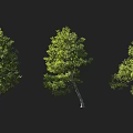 Three Natural Arbor Trees With Lush Green Foliage And Distinct Trunk Shapes