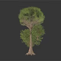 Various Sizes of Trees with Green Foliage Brown Trunks and White Background Reflections