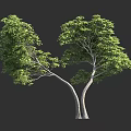 Two Green Trees With Curved Trunks And Lush Foliage On Dark Background 3d model