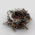 Natural Wild Bird Nest Constructed With Twigs Dry Grass And Small Debris