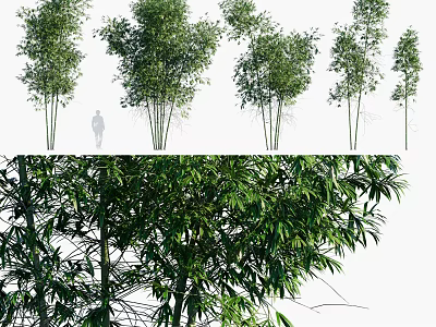 Tall Green Bamboo Trees With Lush Foliage And Multiple Stems In Natural Scene 3d model