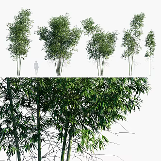 bamboo powder green bamboos green bamboo forest 3d model
