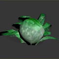 Fresh Green Cabbage with Leafy Outer Layers and Whole Round Head