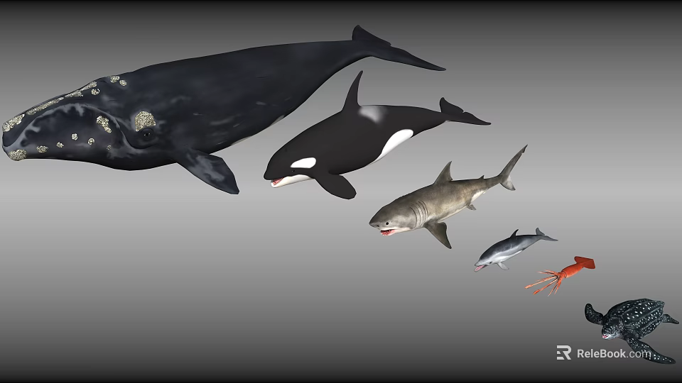 Various Kinds Of Aquatic Animals Including Whale Orca Shark And Squid 3d model 