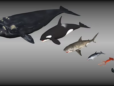 Various Kinds Of Aquatic Animals Including Whale Orca Shark And Squid 3d model