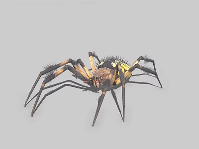 Black and yellow patterned spider with prominent body and elongated legs displaying vivid markings 3d model