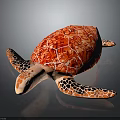 Red Shell Turtle With Orange And Black Patterned Flippers On Gray Background 3d model