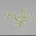 Fresh Baby's Breath Plant Featuring Small White Flowers Against Dark Background With Reflection