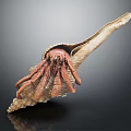 Modern Hermit Crab Conch Crab 3d model
