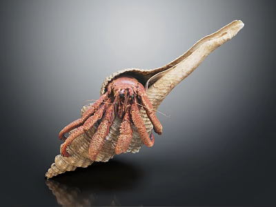 Close Up Marine Hermit Crab With Red Body Inside Spiral Shell Showing Legs 3d model