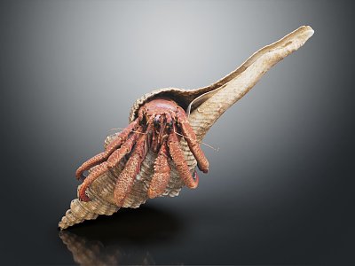 Modern Hermit Crab Conch Crab 3d model