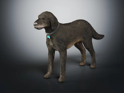 Standing Brown Dog With Black Collar And Blue Tag Against Gray Background 3d model
