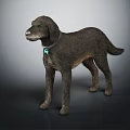 Standing Brown Dog With Black Collar And Blue Tag Against Gray Background
