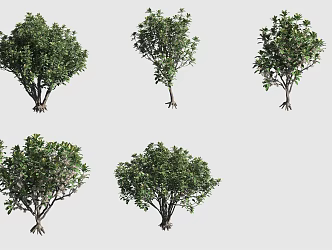 Hosmer sea tree Hawaiian plant 3d model