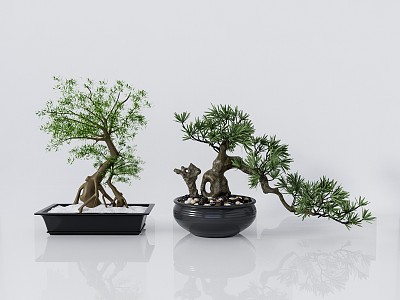 New Chinese Bonsai Pine Bonsai model