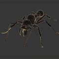 Close Up View Of Black Ant With Detailed Body Structure And Long Legs