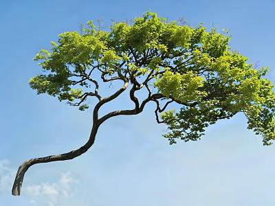 Lush Green Arbor With Curved Trunk And Foliage Against Blue Sky 3d model