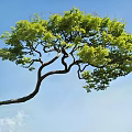 Lush Green Arbor With Curved Trunk And Foliage Against Blue Sky