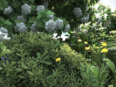 Lush Green Shrubs With White Hydrangea Flowers And Yellow Blossoms In Garden 3d model