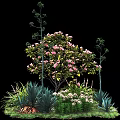 Lush Shrub with Pink Blossoms and Green Foliage in Garden with Grass and Small Trees