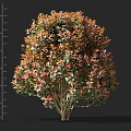 Lush Shrub With Colorful Orange Green Leaves And Various Growth Height Scales