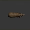 Brown Furred Wild Boar With Sharp Tusks Standing On Gray Background