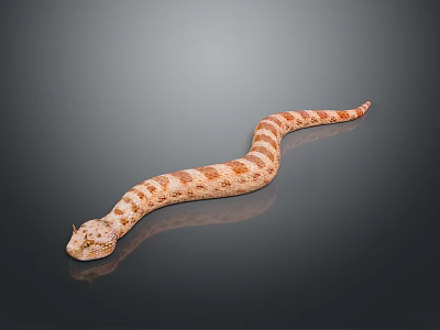 Orange and White Striped Reptile Snake with Curved Body on Smooth Surface 3d model