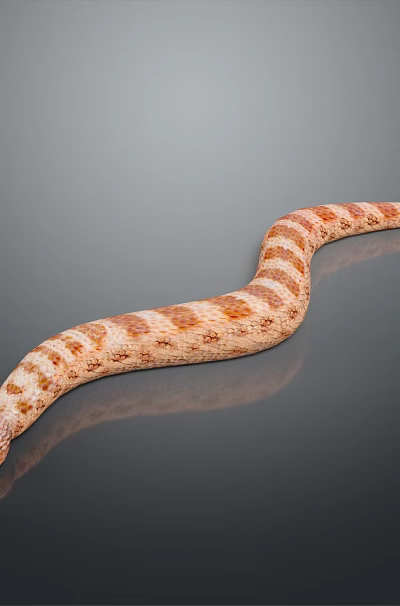 Orange and White Striped Reptile Snake with Curved Body on Smooth Surface 3d model Orange and White Striped Reptile Snake with Curved Body on Smooth Surface 3d model