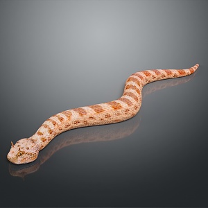 snake cobra venomous snake python reptile cold-blooded animal reptile 3d model