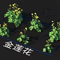 Golden Lotus Flowers Displaying Yellow Blooms And Lush Green Leaves In Garden