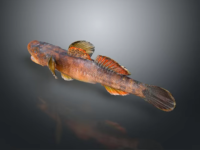 Brown Orange Fish With Colorful Fins On Gray Background Showing Reflection 3d model