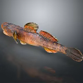 Brown Orange Fish With Colorful Fins On Gray Background Showing Reflection