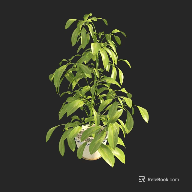 Lush Green Bonsai Potted Plant With White Ceramic Pot For Indoor Decoration 3d model 