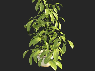 Lush Green Bonsai Potted Plant With White Ceramic Pot For Indoor Decoration 3d model