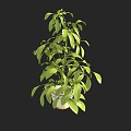 Lush Green Bonsai Potted Plant With White Ceramic Pot For Indoor Decoration
