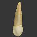 Anatomical Human Tooth Organ 3D Model with White Root and Yellow Crown Structure 3d model
