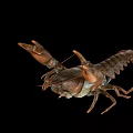Brown Crayfish With Raised Claws Isolated On Black Background Shot 3d model