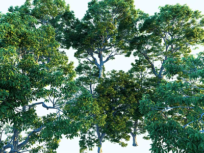 Tall Lush Green Arbor With Dense Foliage And Strong Trunks In Natural Environment 3d model