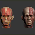 Medical Anatomical Head Models For Teaching Muscle Structure And Human Anatomy